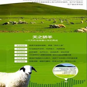 老楊婆燒烤錫盟羊肉配送